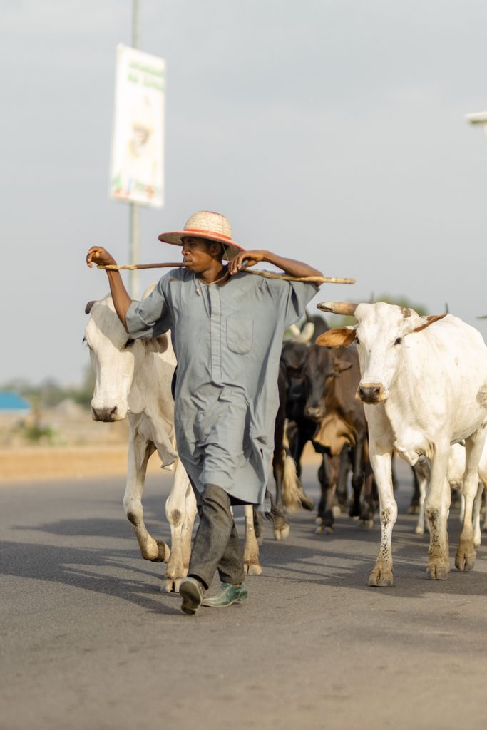 A 24-year-old Fulani man has shared his deep passion for cattle rearing, saying he finds happiness and fulfillment in following his cattle from one place to another.

The young man explained that moving with the cattle and caring for them has become an important part of his life. According to him, he derives genuine joy from the daily routine of herding and looking after the animals.

He said he cannot imagine himself doing anything else, describing cattle rearing as the life he has known and embraced from a young age.

For him, following the cattle across different locations is more than just a means of livelihood—it is a way of life that gives him a sense of purpose and satisfaction.